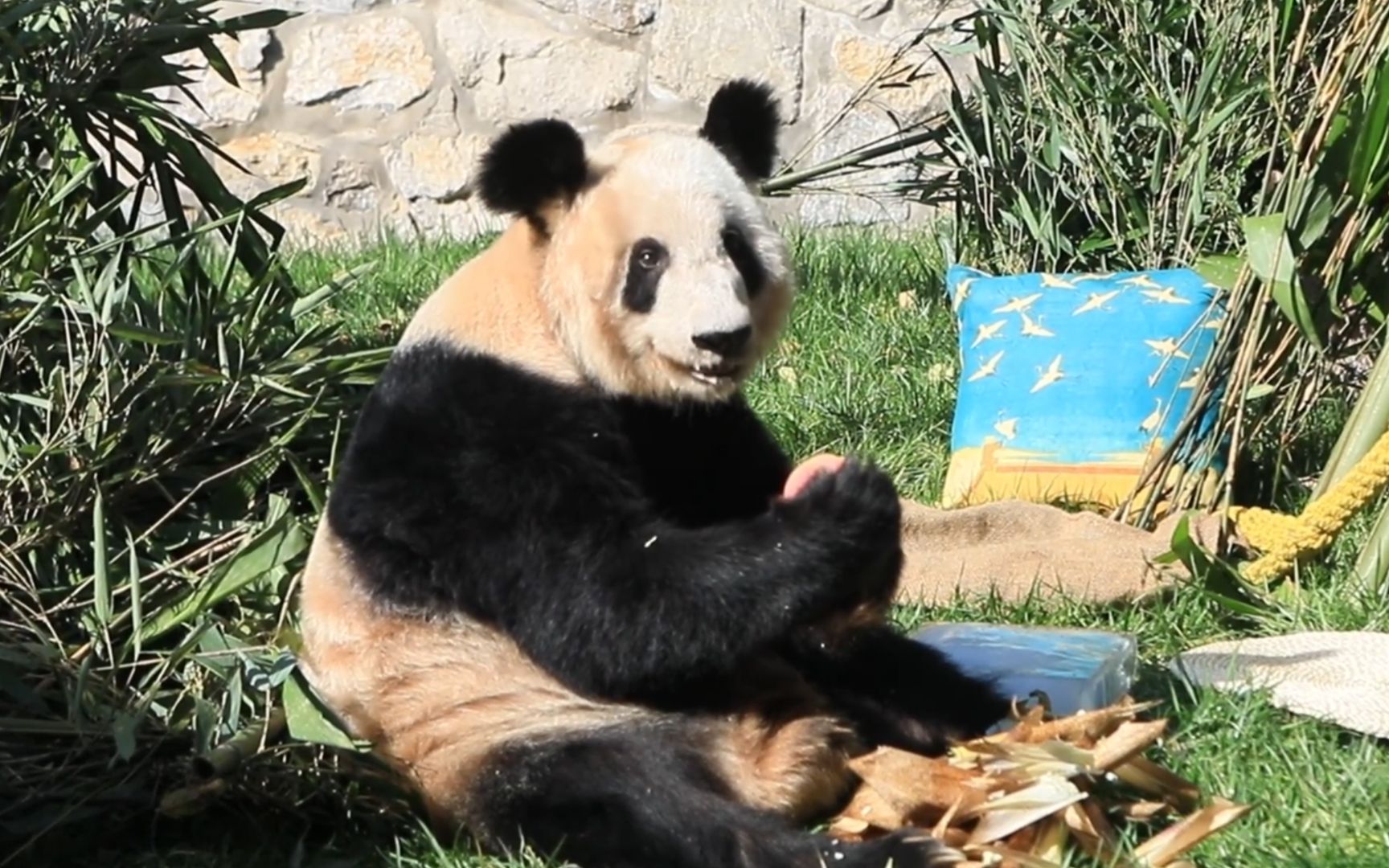 [图]大熊猫丫丫贴秋膘成功！双手捧苹果吃超满足，还新添了蓝色小靠垫