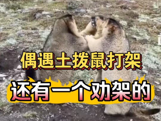 偶遇土拨鼠打架,还有一个劝架的!没想到最后一幕搞笑了!