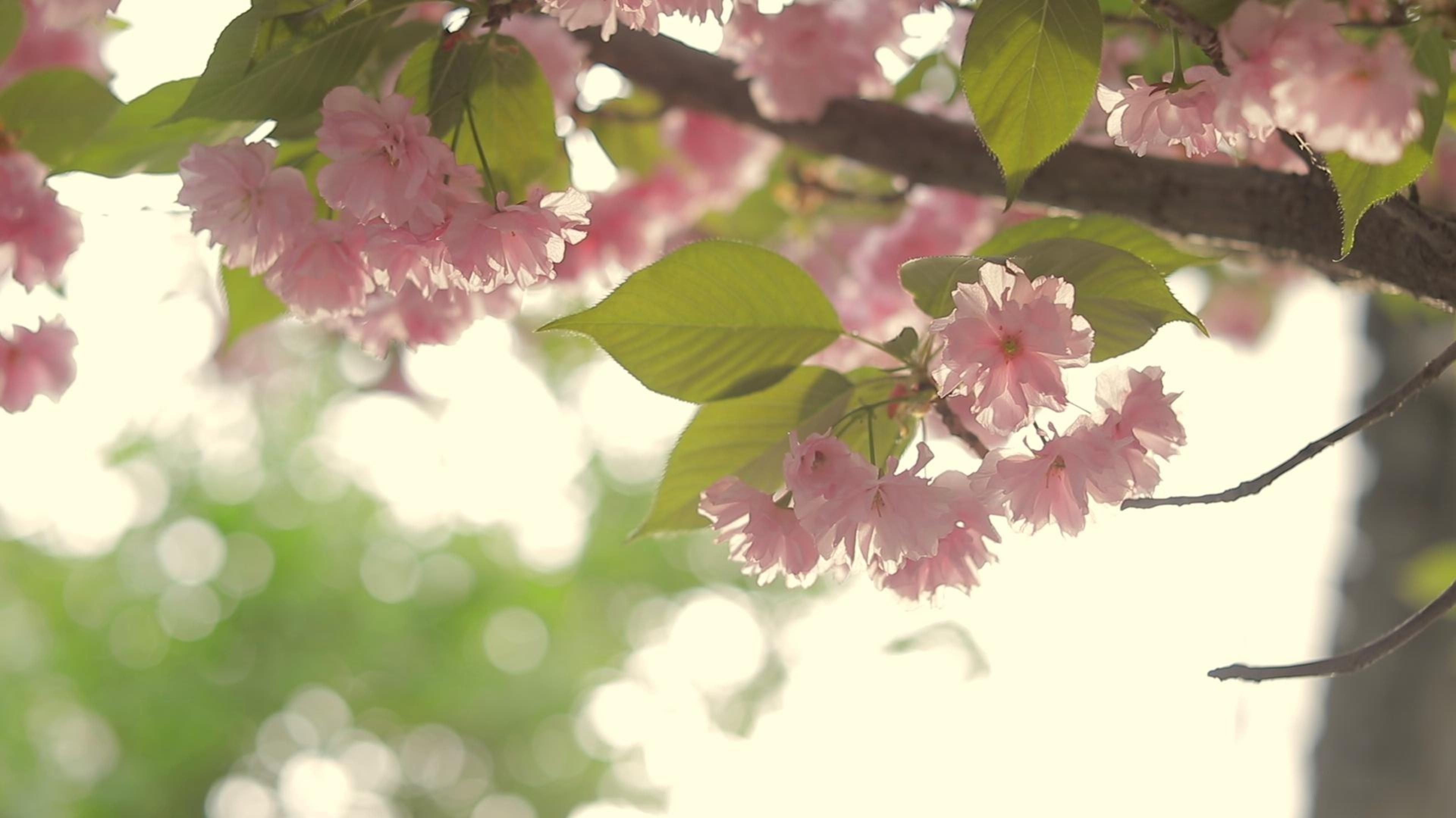 [图]随流年 漂泊 花开花落 日升日没！！！