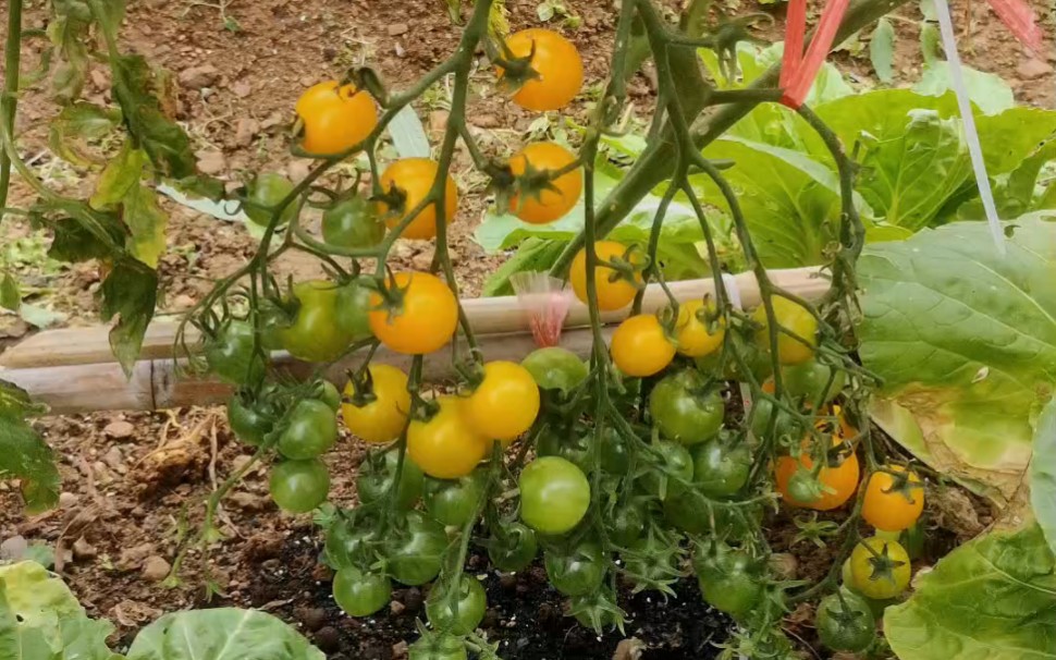 福建龍巖種植番茄反饋,每個地區都有適合自己的播種時間