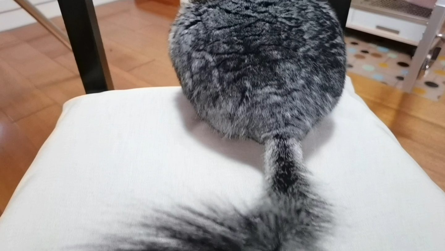 瞧瞧龙猫这蓬松的大尾巴