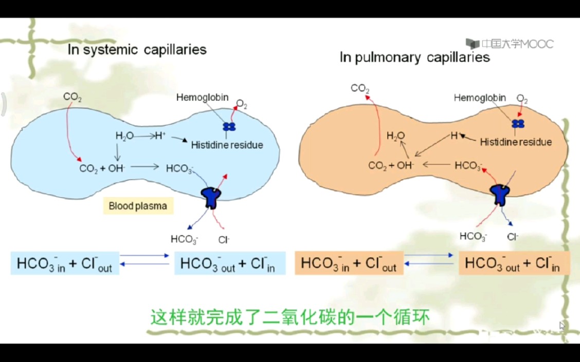 钠/氢离子为能量的次级主动运输:以碱性HCO3的进出平衡细胞的酸碱,及血红细胞运输氧气与二氧化碳.哔哩哔哩bilibili