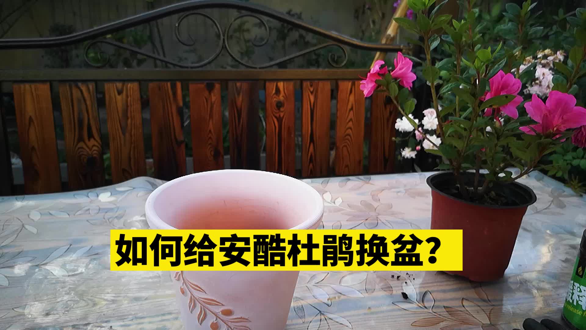 安酷杜鹃花收到后如何换盆?人靠衣裳马靠鞍,换个盆果然不一样啊哔哩哔哩bilibili