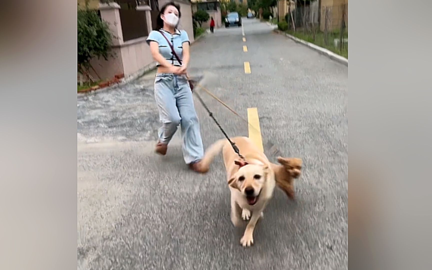 《大型狗遛人现场》