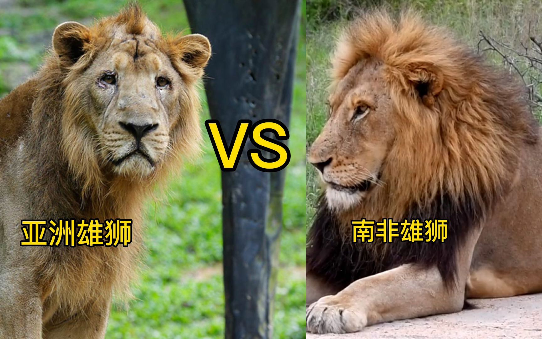 亚洲狮和非洲狮的区别图片