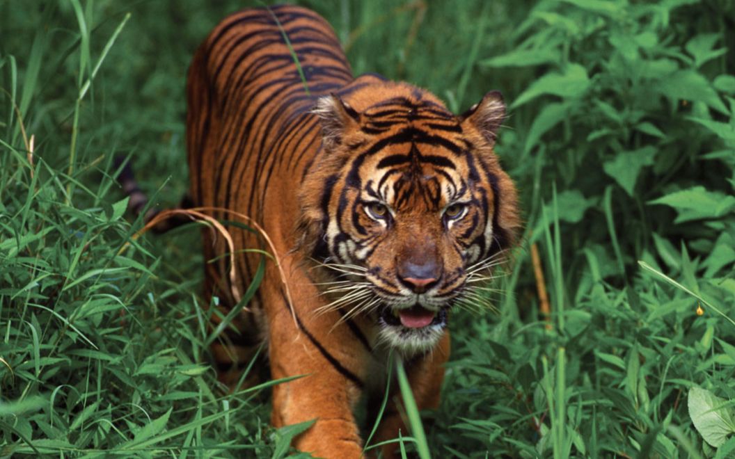 苏门答腊虎野生图片