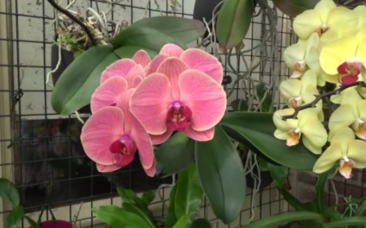 A look at my 65 Phalaenopsis Orchids!  The Phal Wall  D 哔哩哔哩bilibili