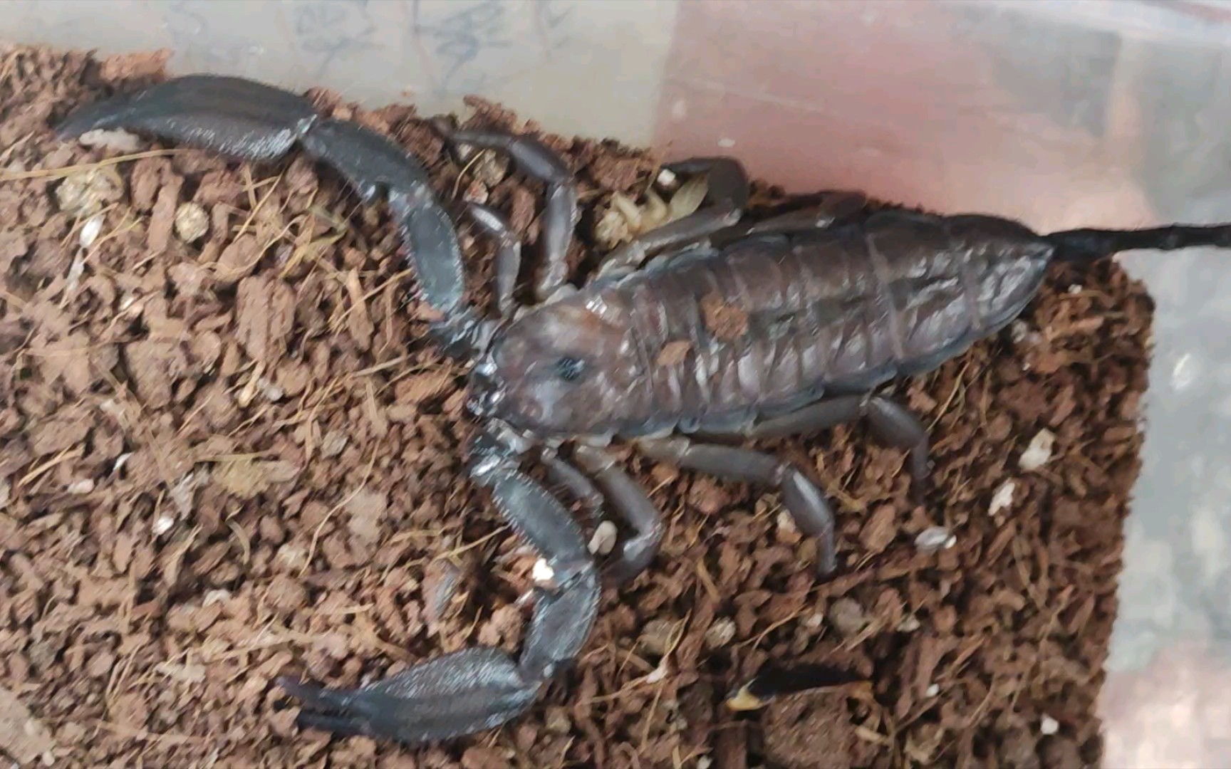 南非巨人扁石蝎苗子