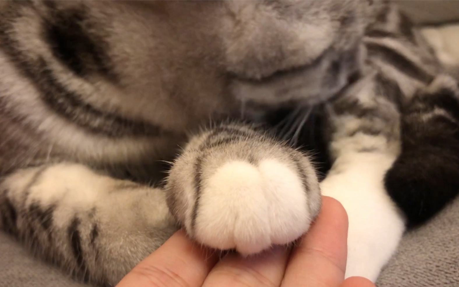 日常更新最爱的山竹猫爪爪吸吸吸吸吸吸