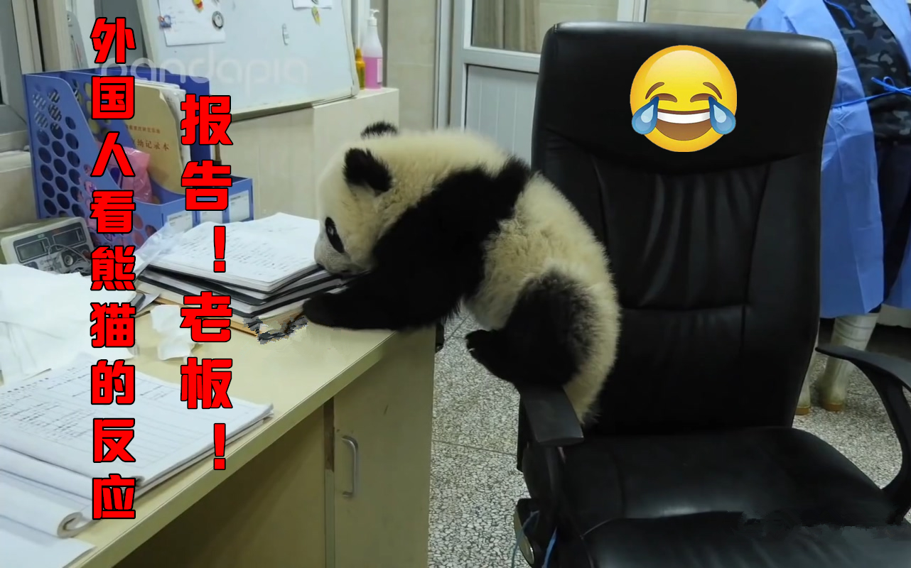 YouTube熊猫办公室大作战!外国网友:超级可爱!我喜欢熊猫在懒惰方面付出的努力﻿!(海外反应评论翻译系列)哔哩哔哩bilibili