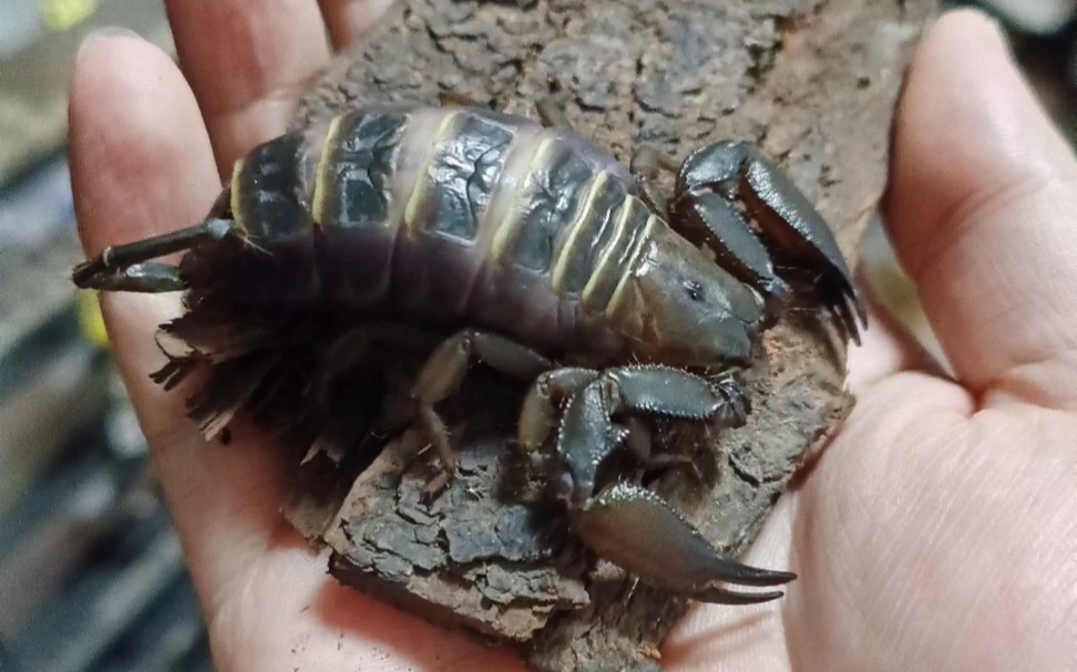 大压成母斑马扁石蝎,希望入冬前脱皮.