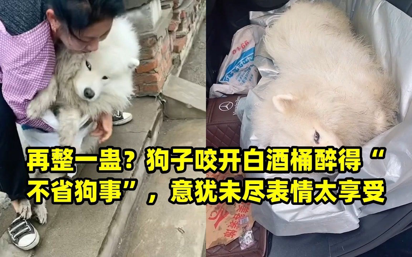 再整一蛊?狗子咬开白酒桶醉得"不省狗事",意犹未尽表情太享受