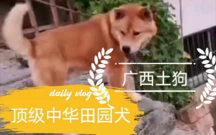 这才是纯种的中华田园犬该有的样子 广西顶级土狗 虎头 方嘴 大骨架 霸气沉稳 秦始王的最爱哔哩哔哩bilibili