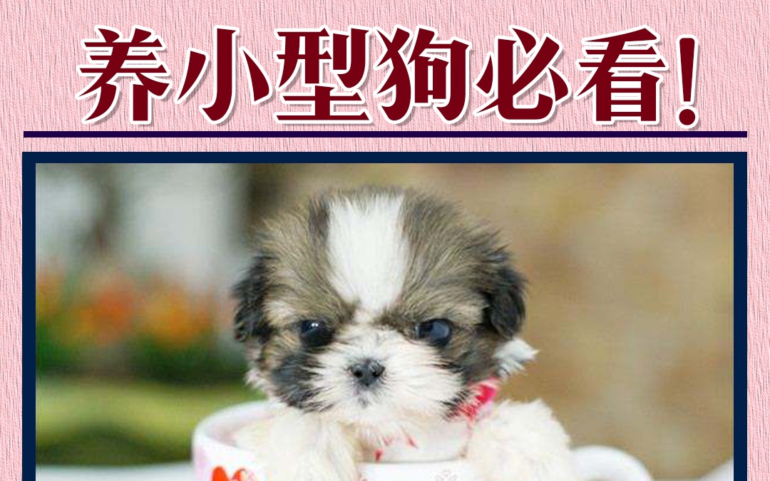 小型犬不建议你养茶杯犬,背后的真相很残忍~哔哩哔哩bilibili