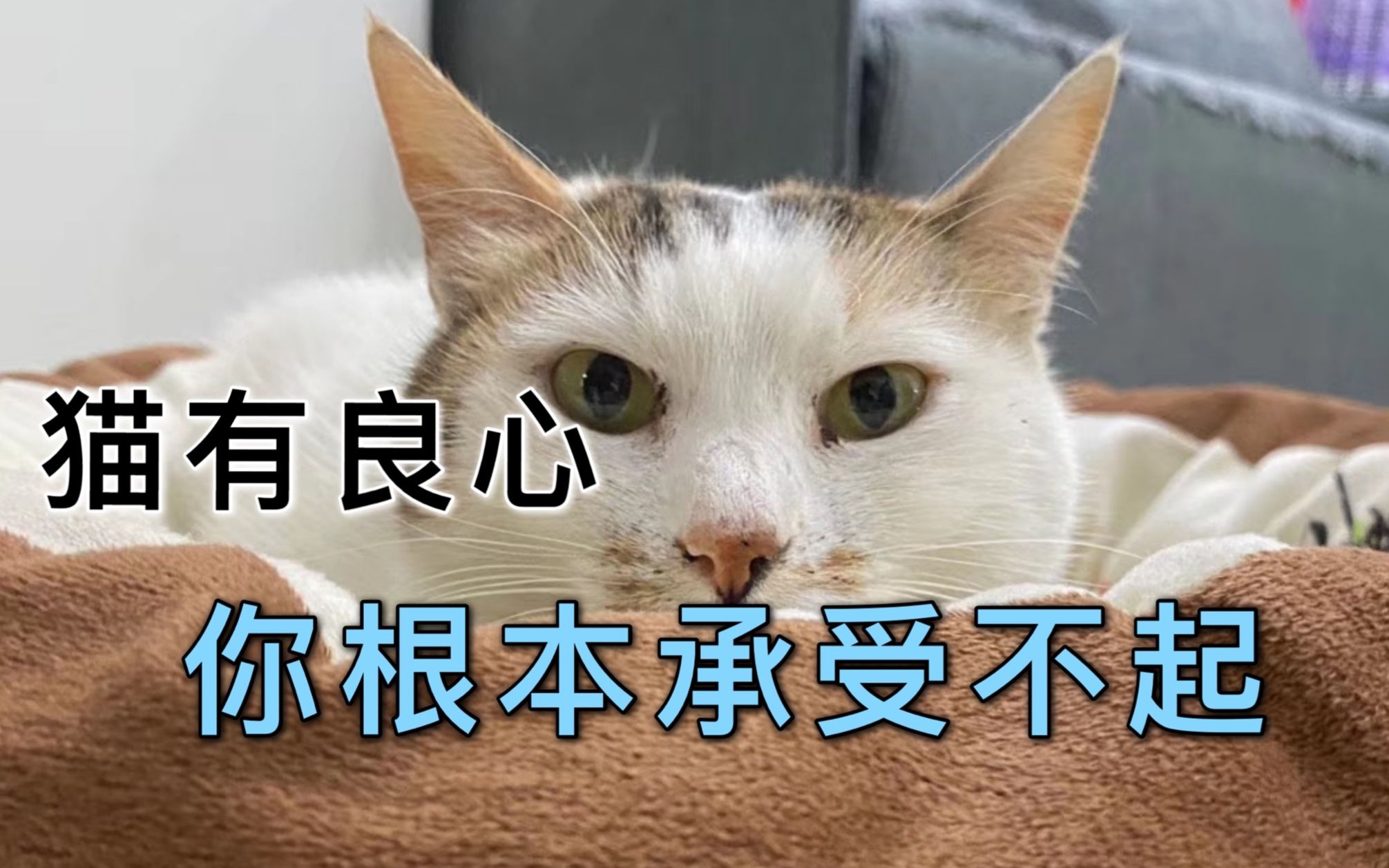 猫没良心?猫一旦有良心,你根本承受不起@angel宠物摄影