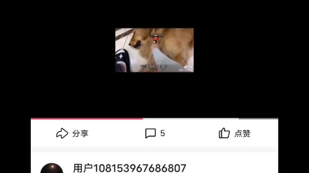 曝光抖音用户 己退网 原因:网暴金毛奥小七哔哩哔哩bilibili