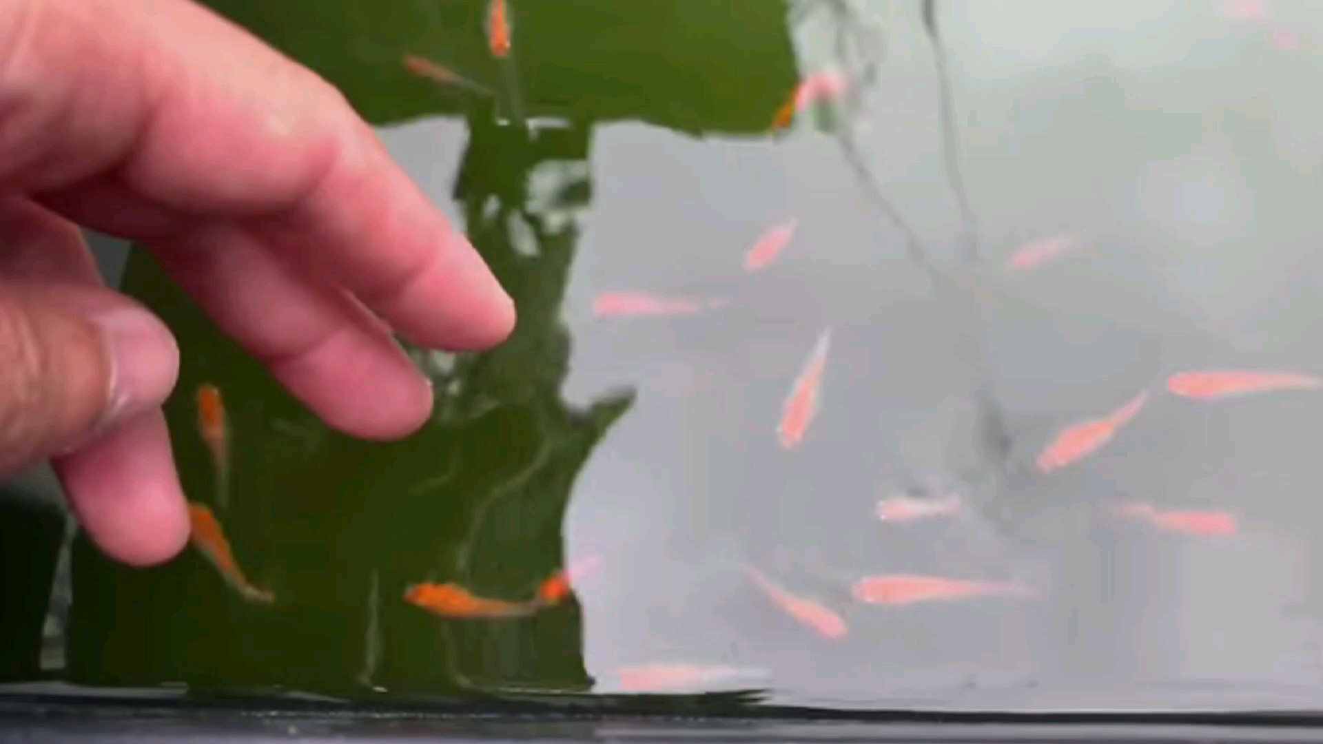 绿水对青鳉的成长影响！？幼鱼不长时的绿水和新水的区别使用~[青鳉的饲养方法]_哔哩哔哩_bilibili