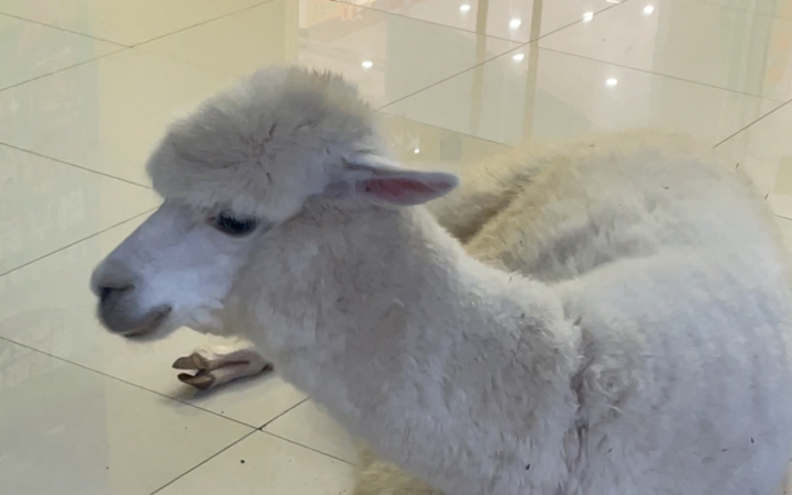 偶遇羊驼哥:你见过这么逗的动物吗?