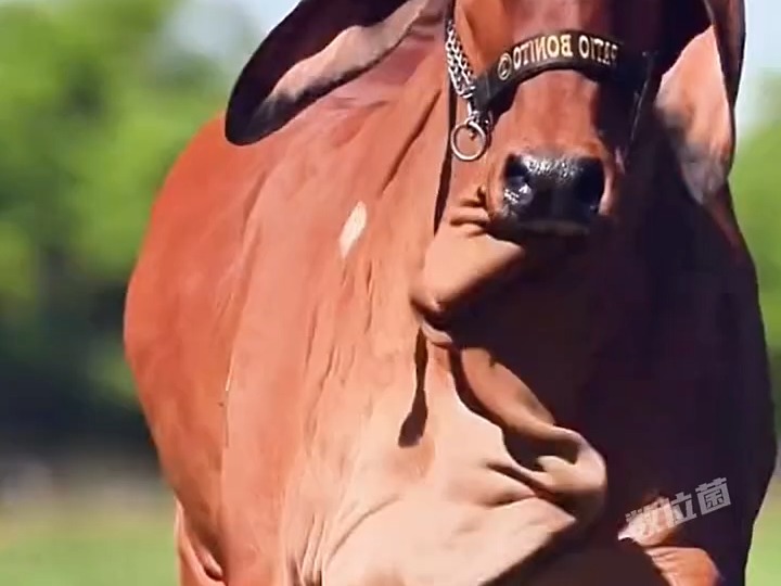 最耐造的牛,印度婆罗门牛,被当地人们称为神牛