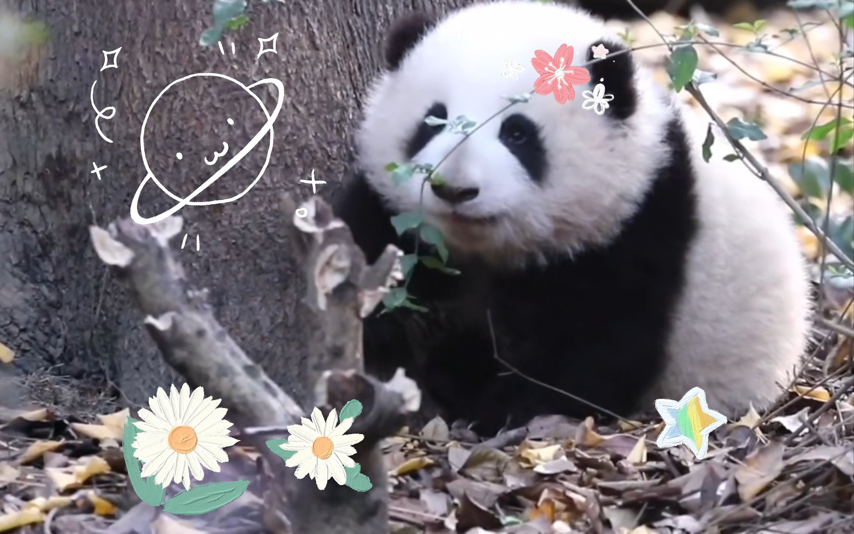 【大熊猫和花】比草莓91还甜