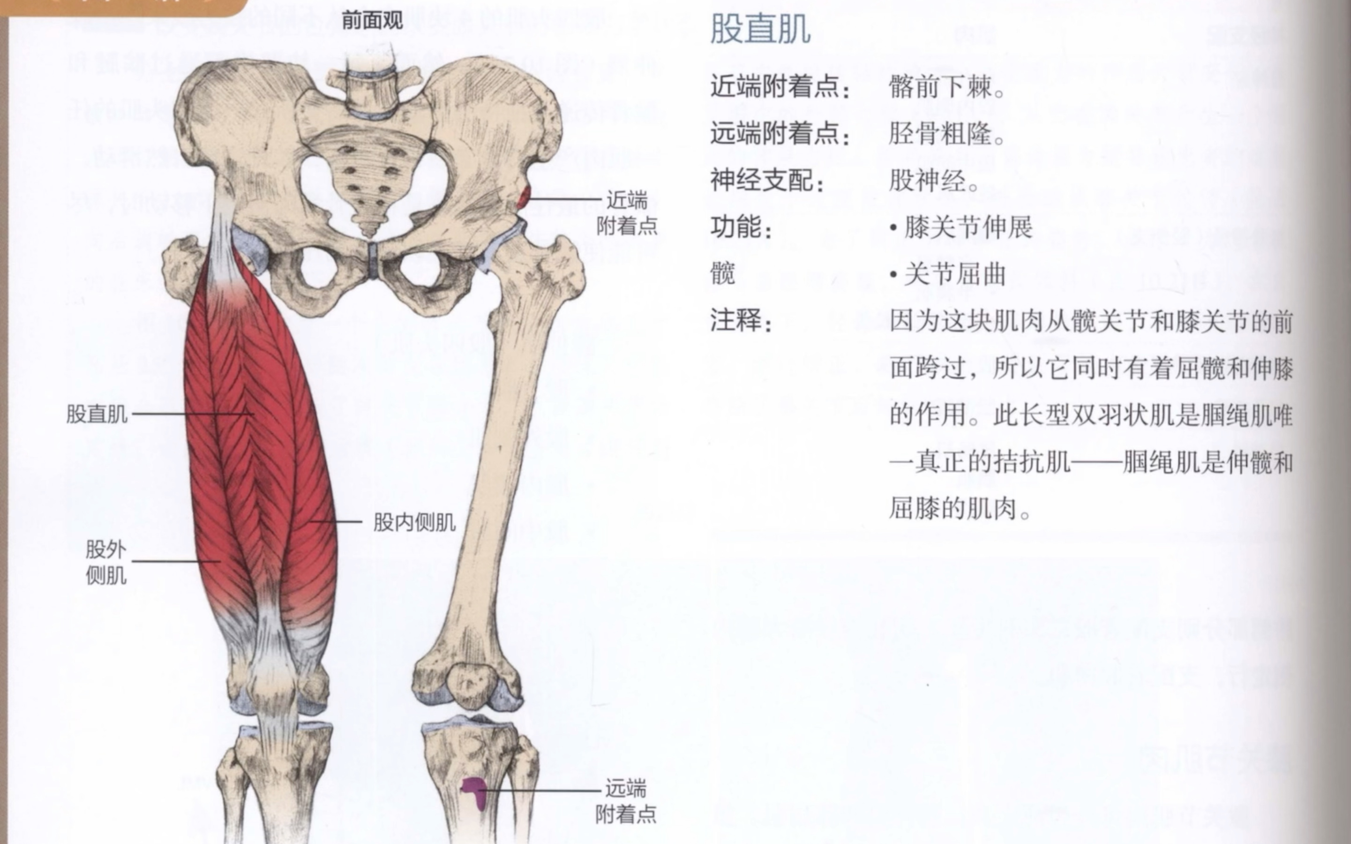 第七十九节:膝关节股四头肌功能解剖哔哩哔哩bilibili