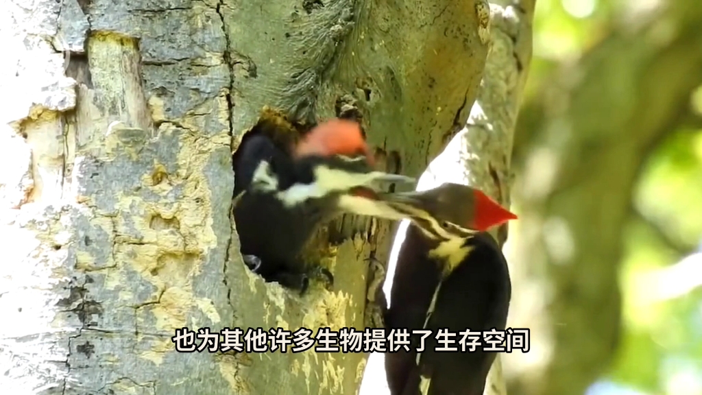 [图]啄木鸟是害鸟吗？