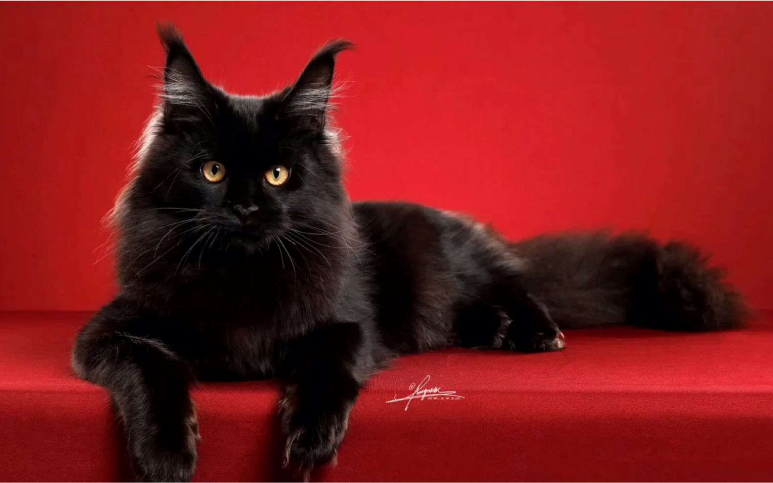 外号:黑鬼 温柔的巨人缅因猫