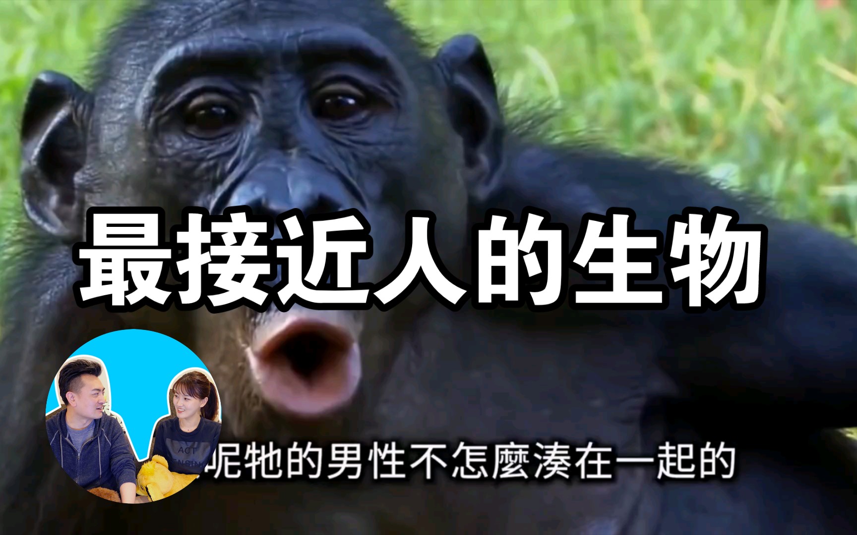 【老高与小茉揭秘故事】最接近人的生物,类人猿哔哩哔哩bilibili