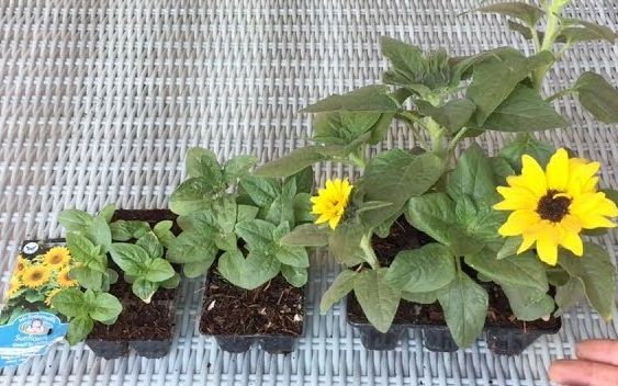 [图]矮化向日葵 适合新手种植的花 Dwarf Sunflower