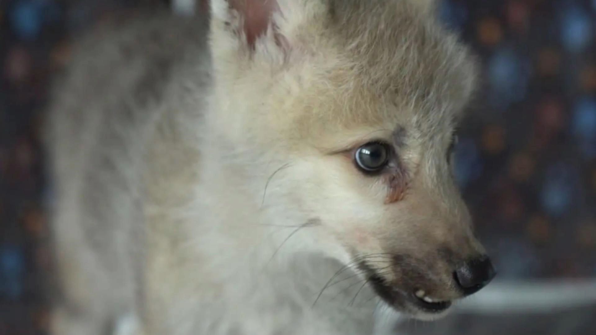 全球首只克隆北极狼亮相哈尔滨