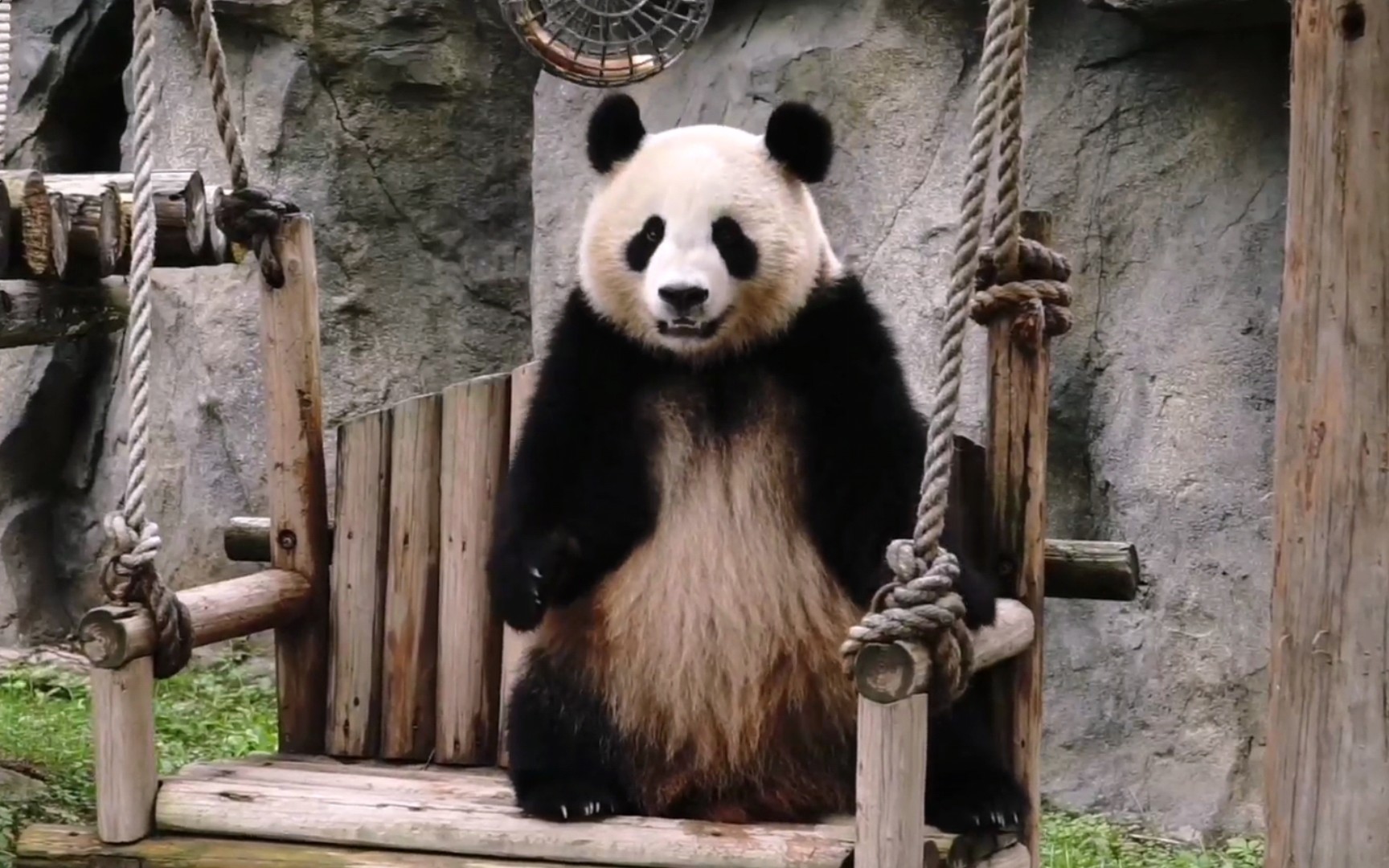 活动  【大熊猫七七】球球里的笋子取不出来,本宝宝生气气了