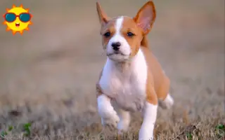 巴仙吉 搜索结果 哔哩哔哩 Bilibili