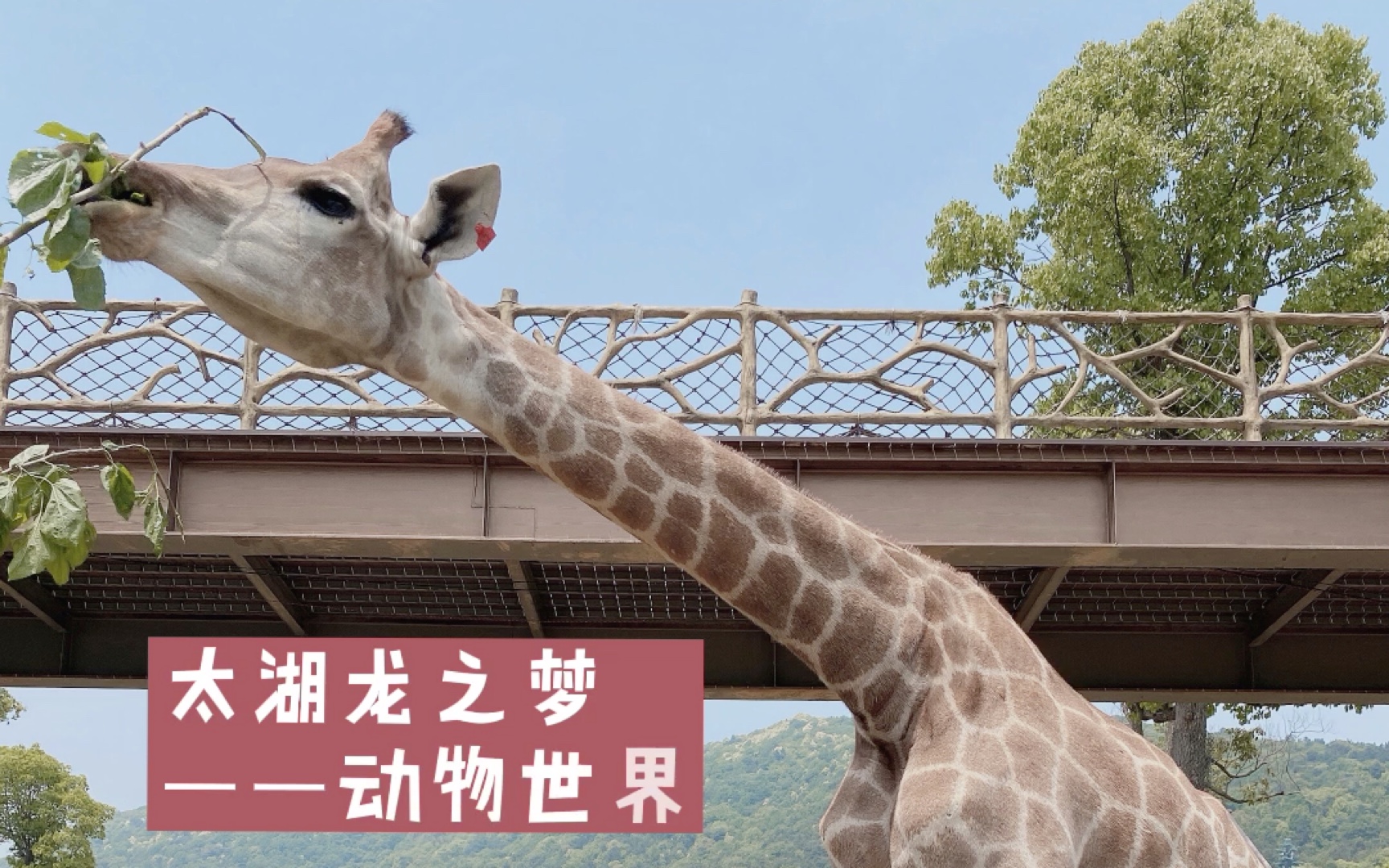 太湖龙之梦动物世界