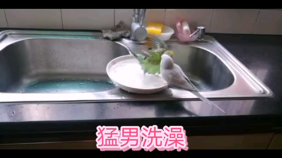 珍贵视频——猛男洗澡哔哩哔哩bilibili