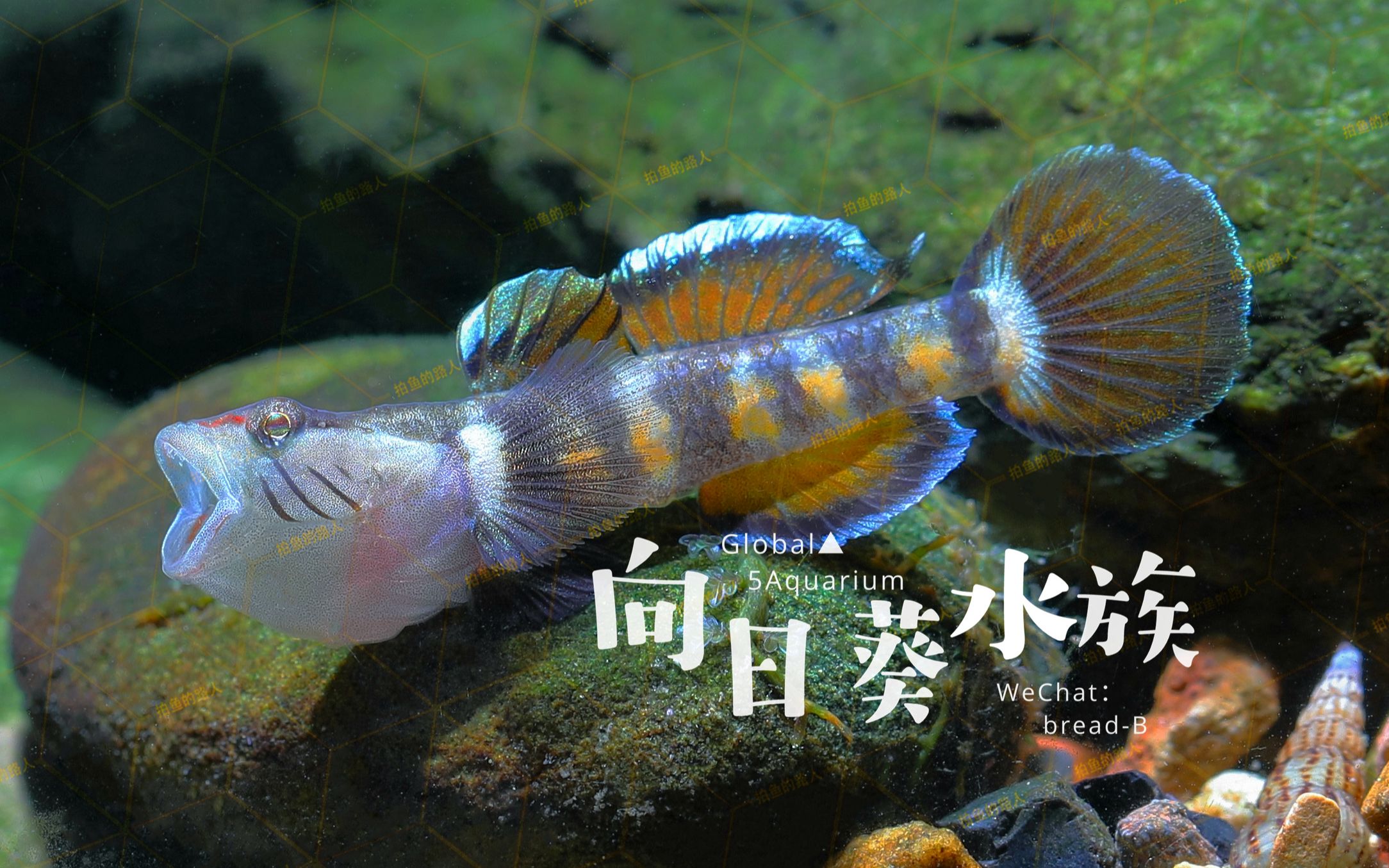 广西蜜蜂吻虾虎