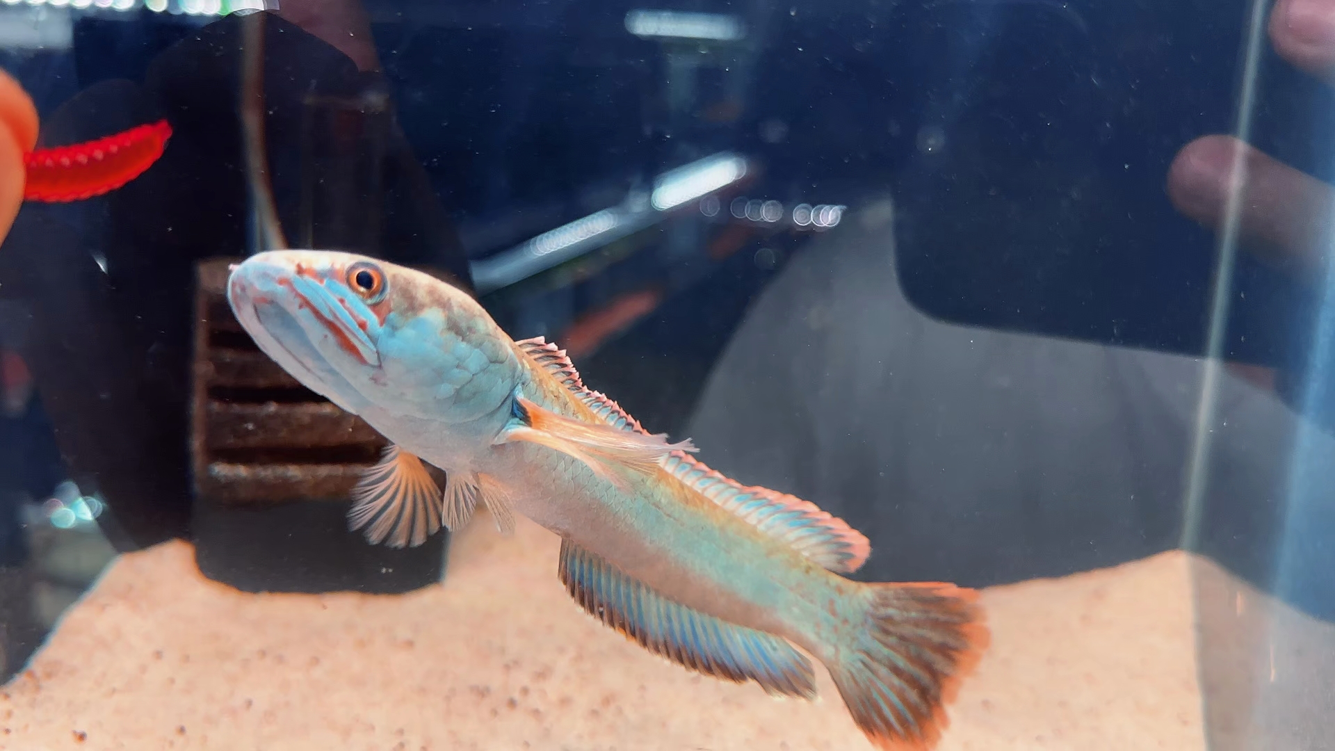 雷龙鱼鬼王有 不挑88起 有双包 来撩