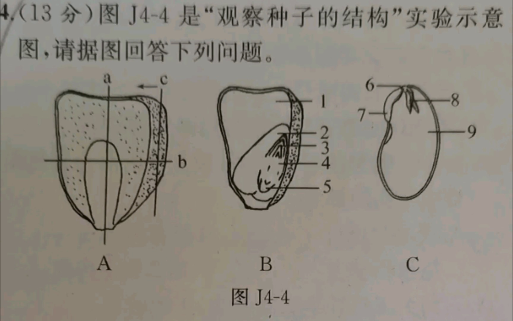 菜豆种子和玉米种子的结构区别与联系(人教版初中生物七年级上册观察