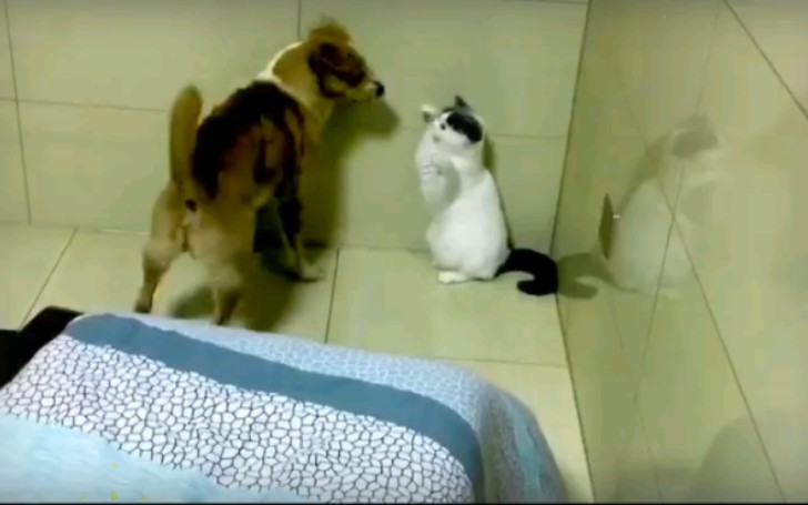 [图]dog and cat 3