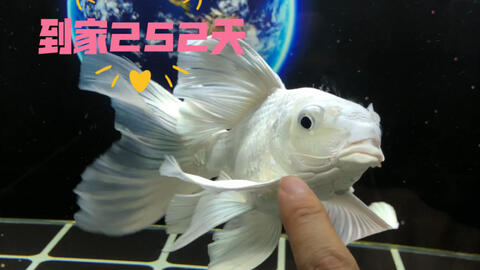蝴蝶鲤 白 哔哩哔哩