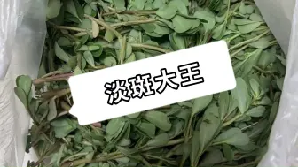 Descargar video: 1种野草，是抗糖大王，连用20天，皮肤白白嫩嫩