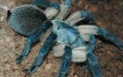 屁股开箱视频 用或其他应用扫描二维码 点赞 梦幻蓝巴布苗子开箱视频