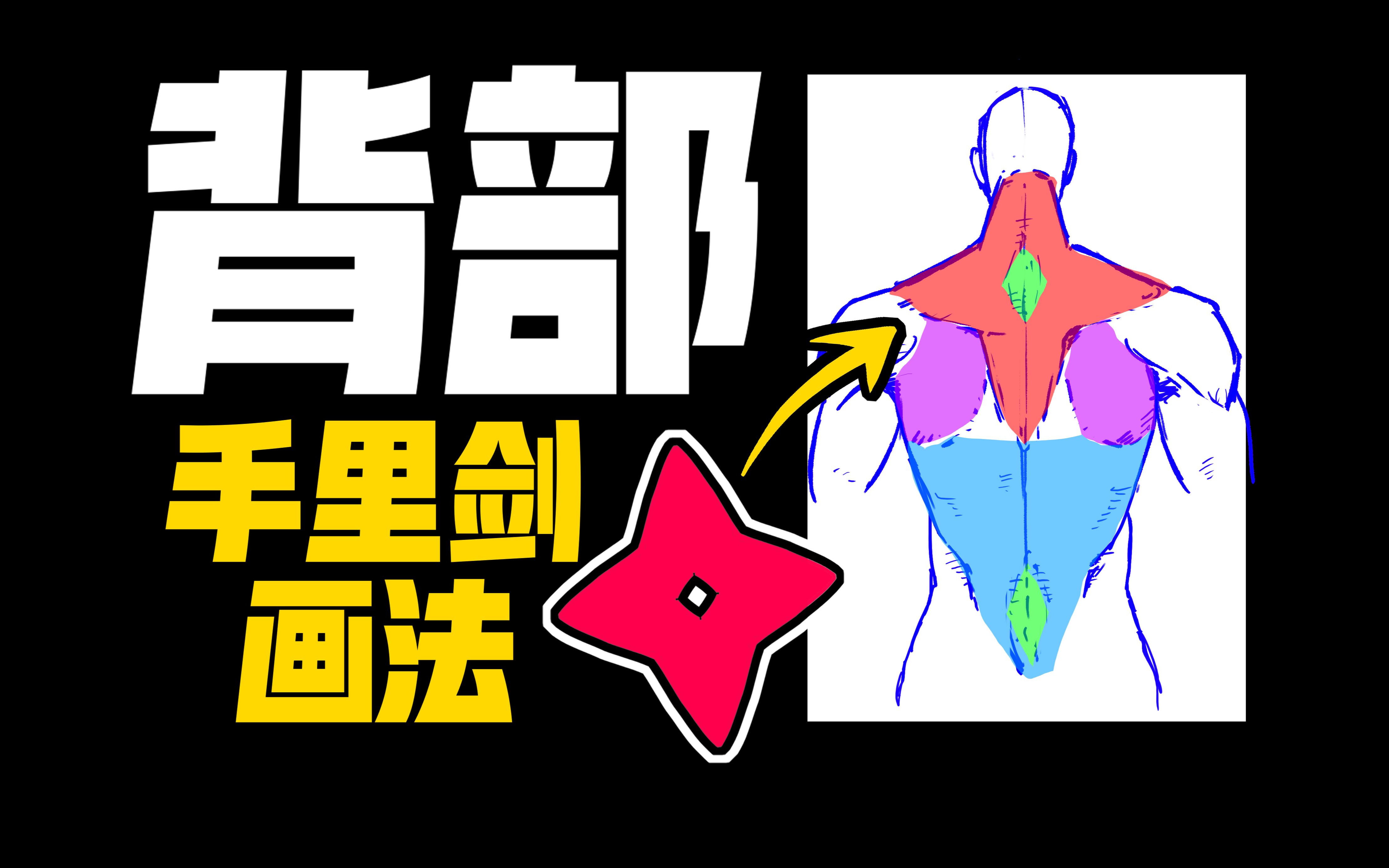 3个形2分钟0基础搞定背部肌肉【人体结构】