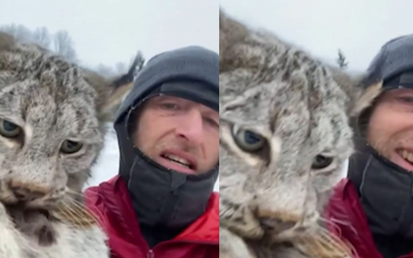 [图]这下脸丢大了！加拿大一山猫偷吃鸡，被农民一把逮住还遭一顿臭骂