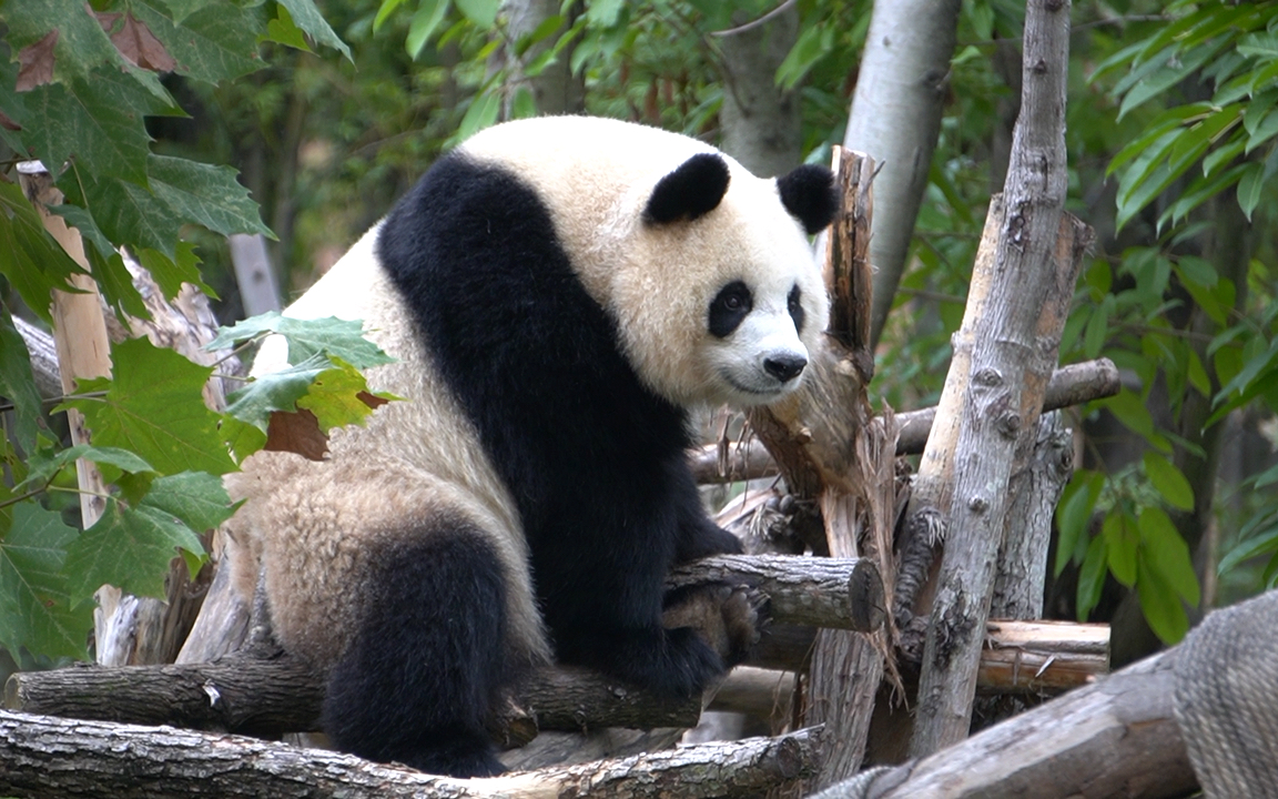 【大熊猫园润】这个倔强的小女孩哦,盯着来巡场的奶爸.