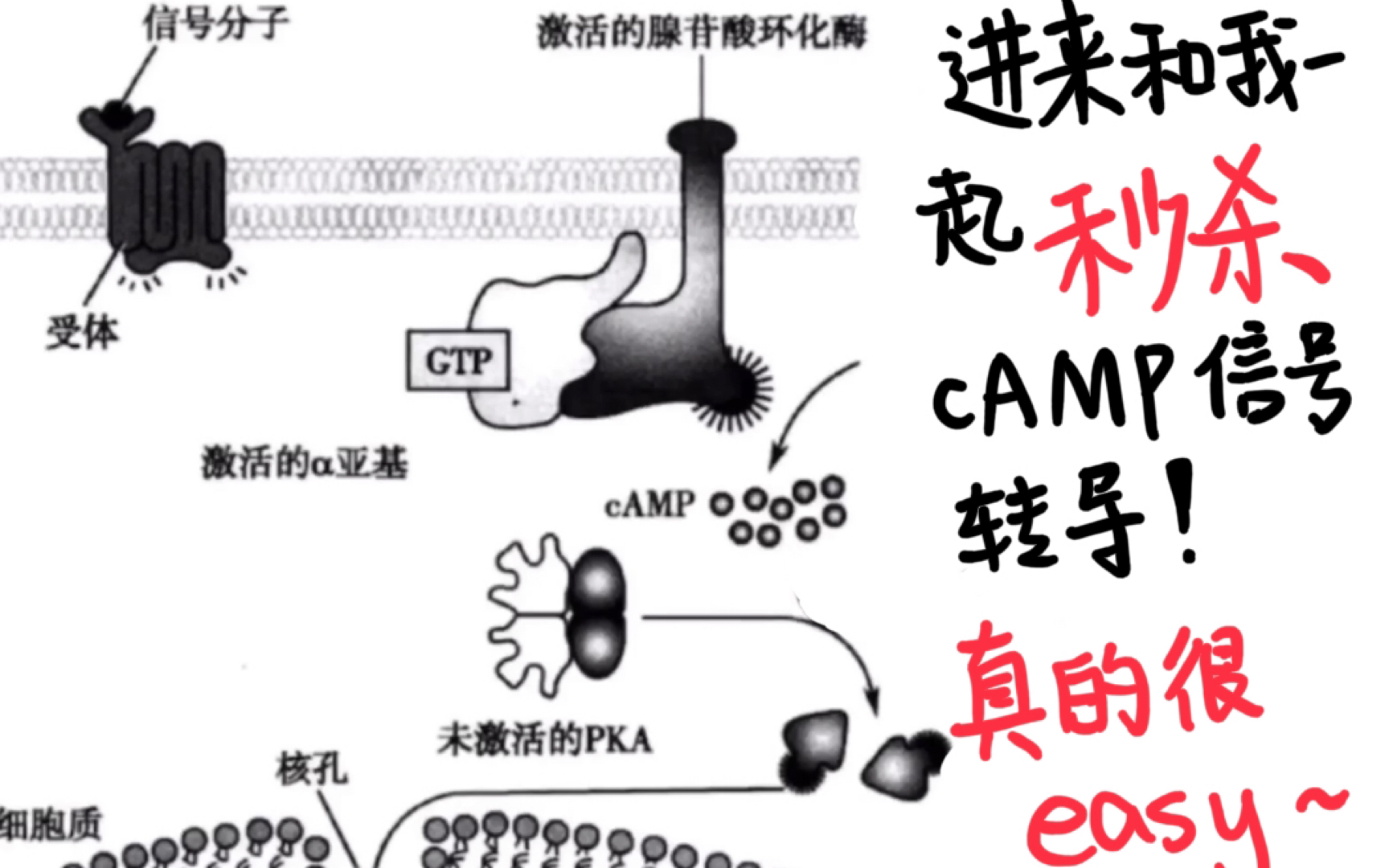 秒杀信号转导(4)cAMP信号通路|细胞生物学哔哩哔哩bilibili