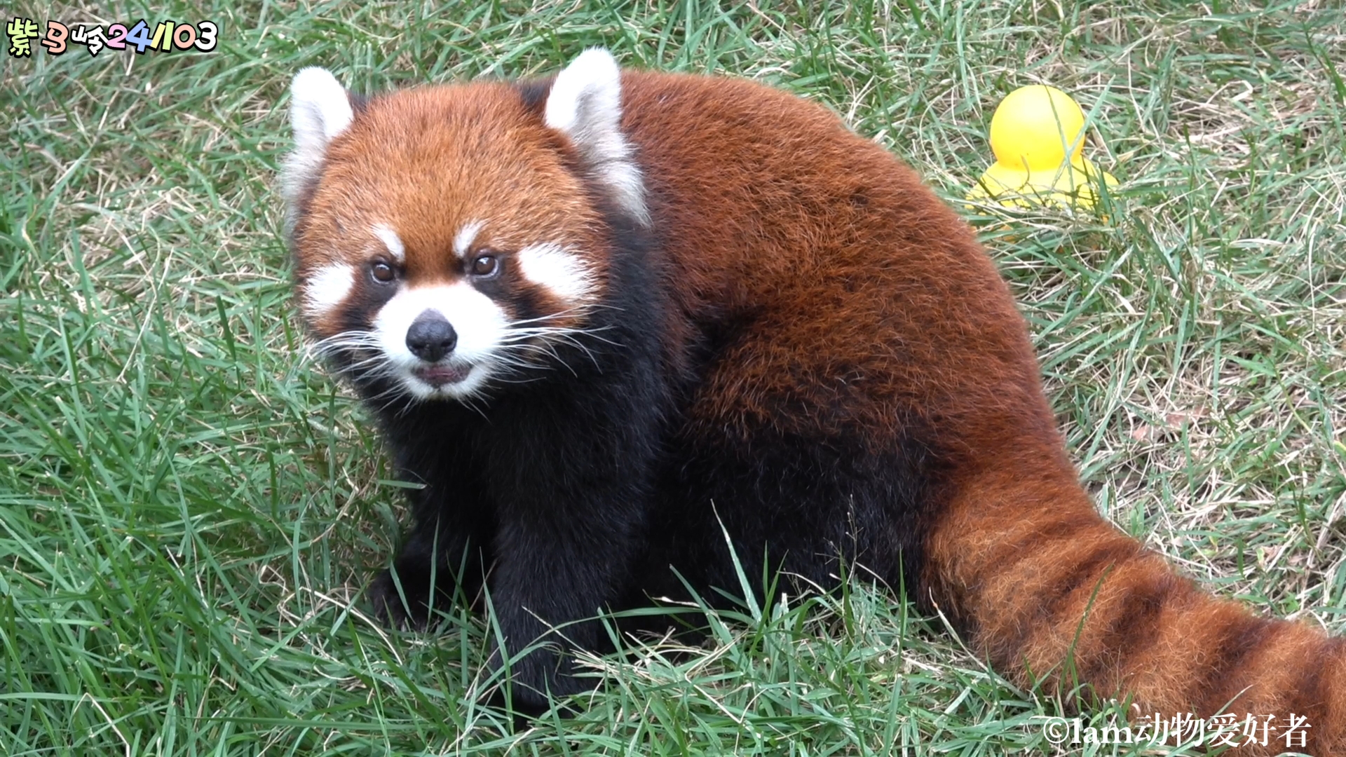 【小熊猫窝窝头】帅气窝头