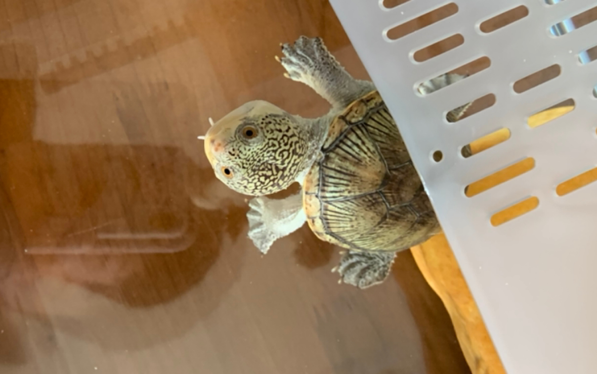 奶凶奶凶的窄桥蛋龟