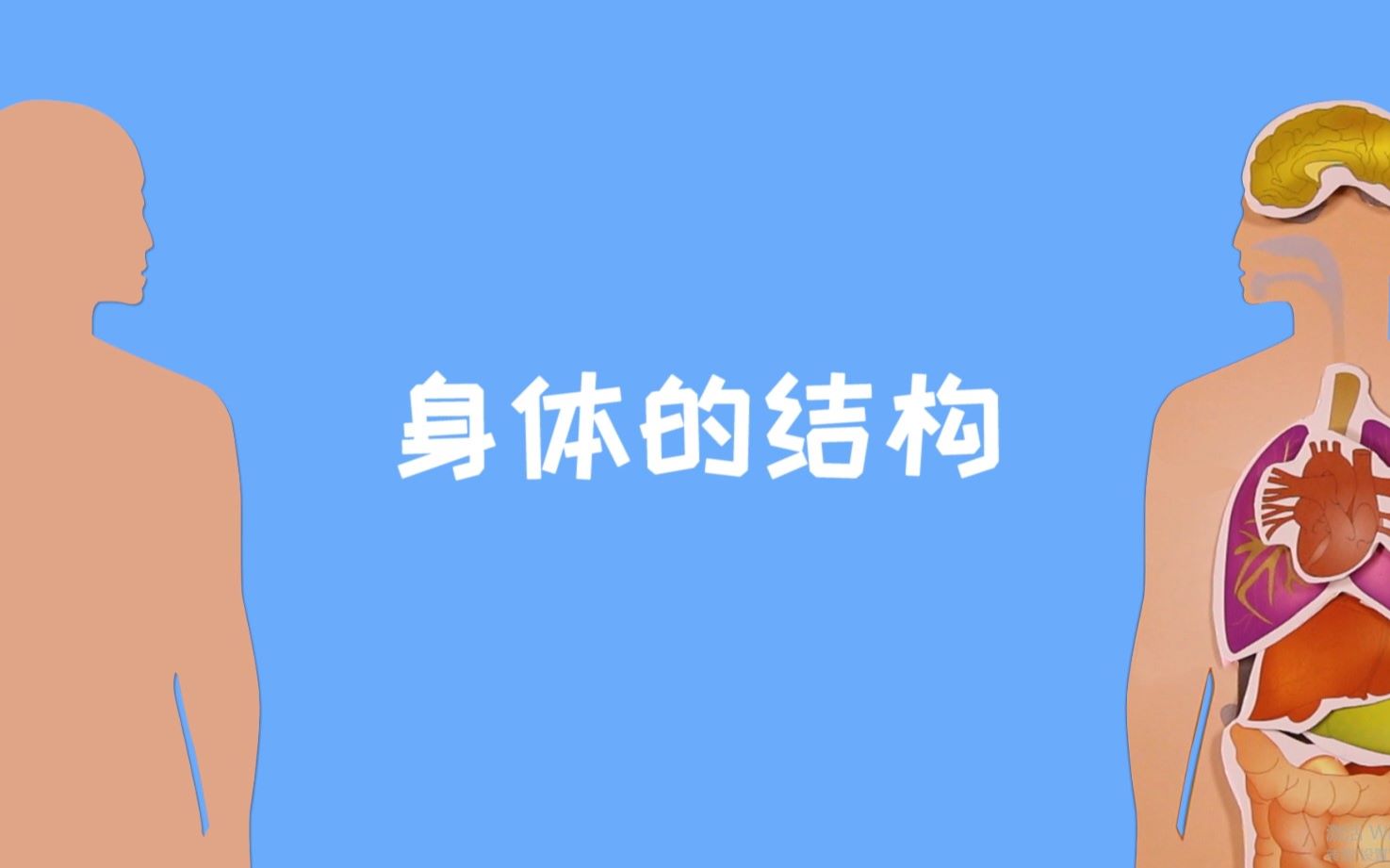 身体的结构哔哩哔哩bilibili