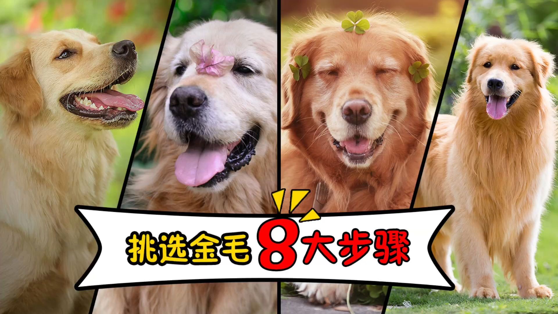 如何挑选纯种金毛犬?8大步骤!哔哩哔哩bilibili