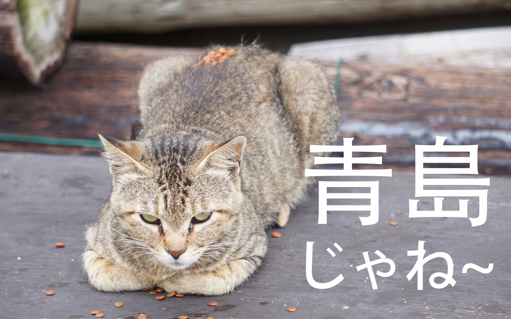 和流浪女青年一起看猫片→_→日本网红猫岛上的小野猫们